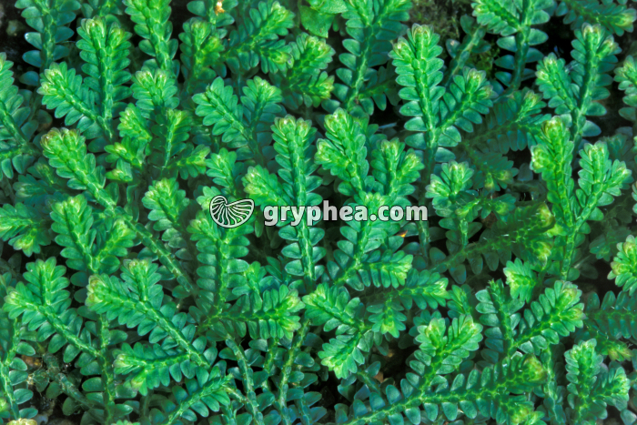 Selaginella rodriga - gryphea.org
